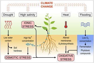 Pseudomonas spp. can help plants face climate change